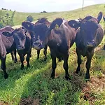 Byron Bay Farm Cottages