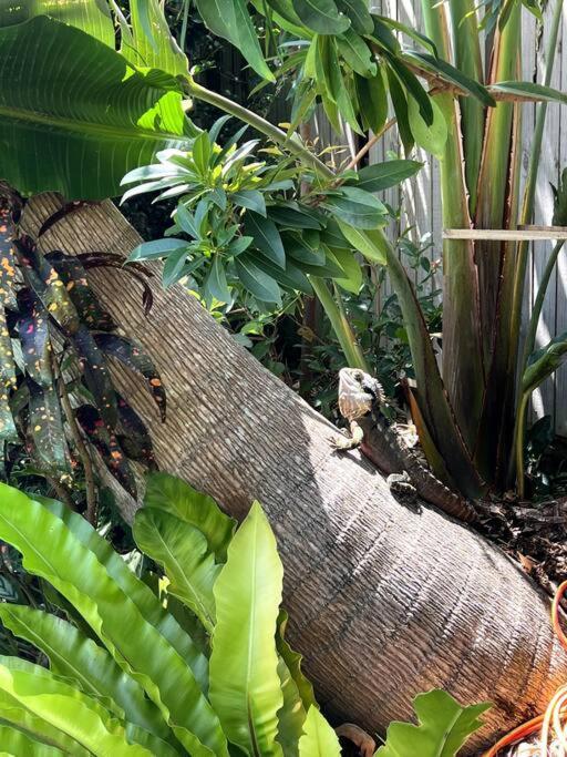 Jungle - Pet-friendly Hot Tub, Firepit & Pool In Beachside Hideaway Holiday home Byron Bay