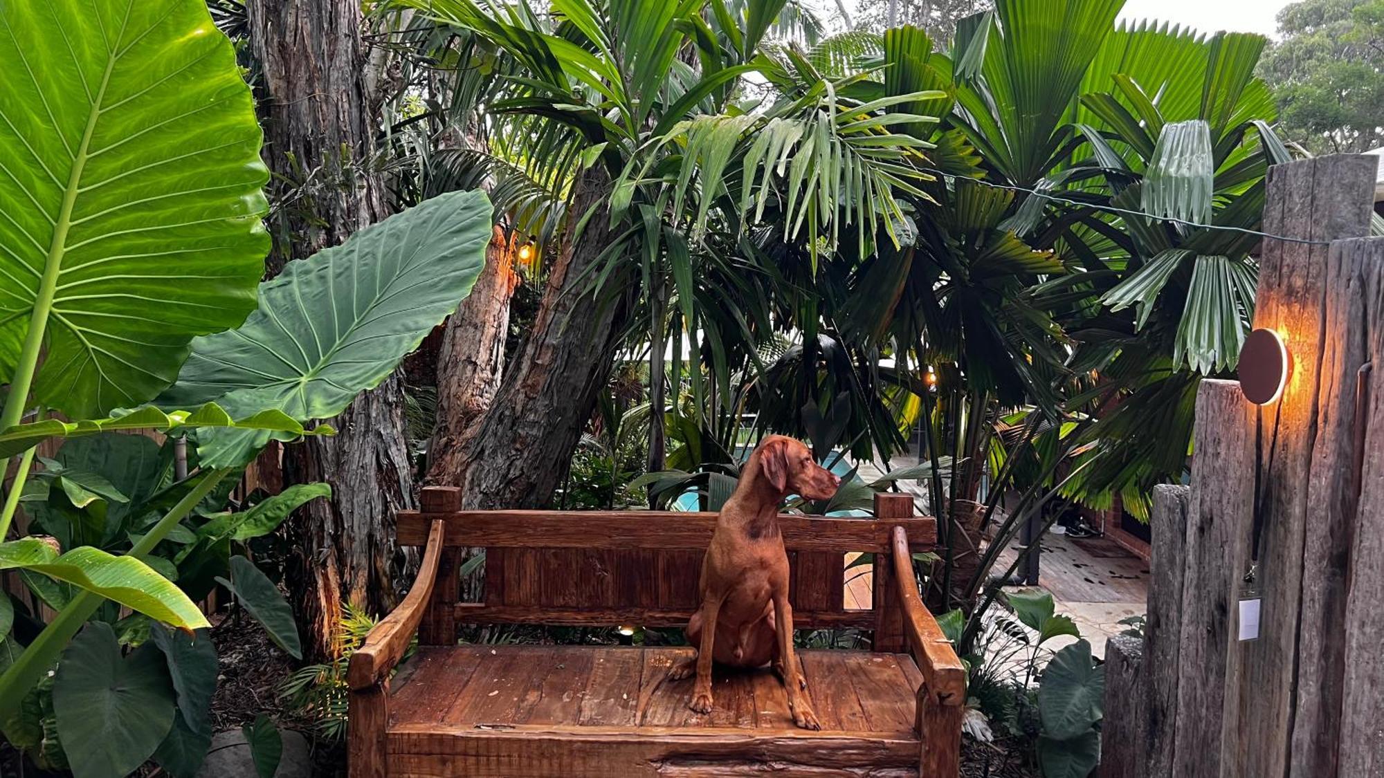 Jungle - Pet-friendly Hot Tub, Firepit & Pool In Beachside Hideaway * Byron Bay