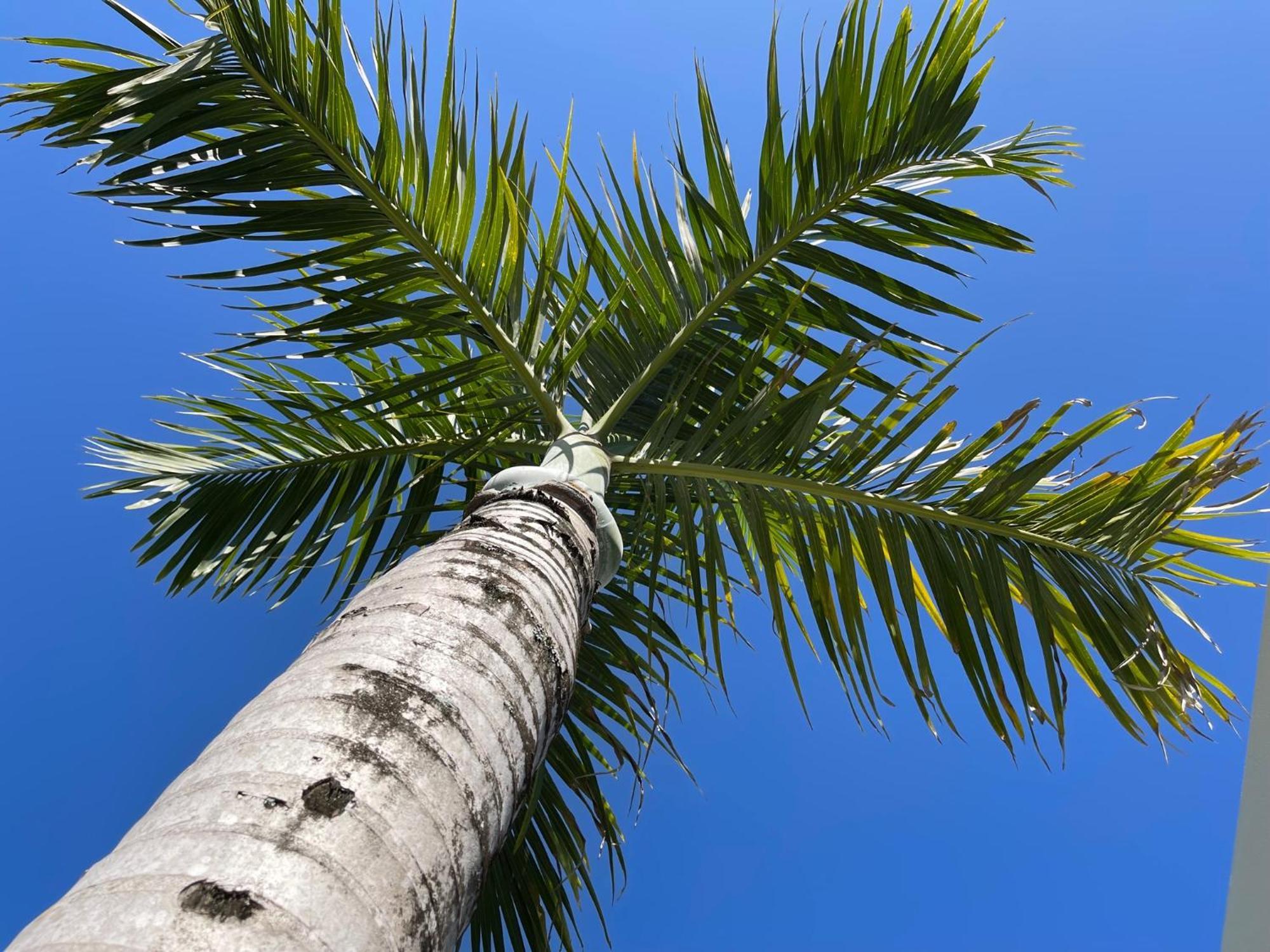 Sunny Palm - Brand New Holiday home