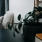 Aloha - Stylish Central Byron Studio