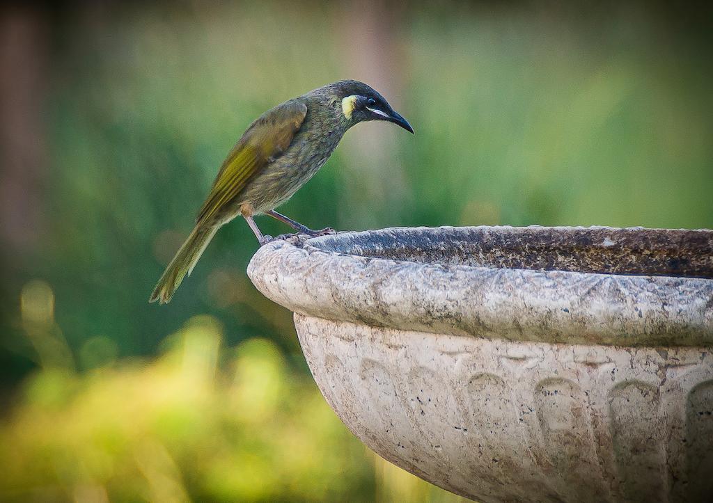 Abelia House Bed & Breakfast Byron Bay