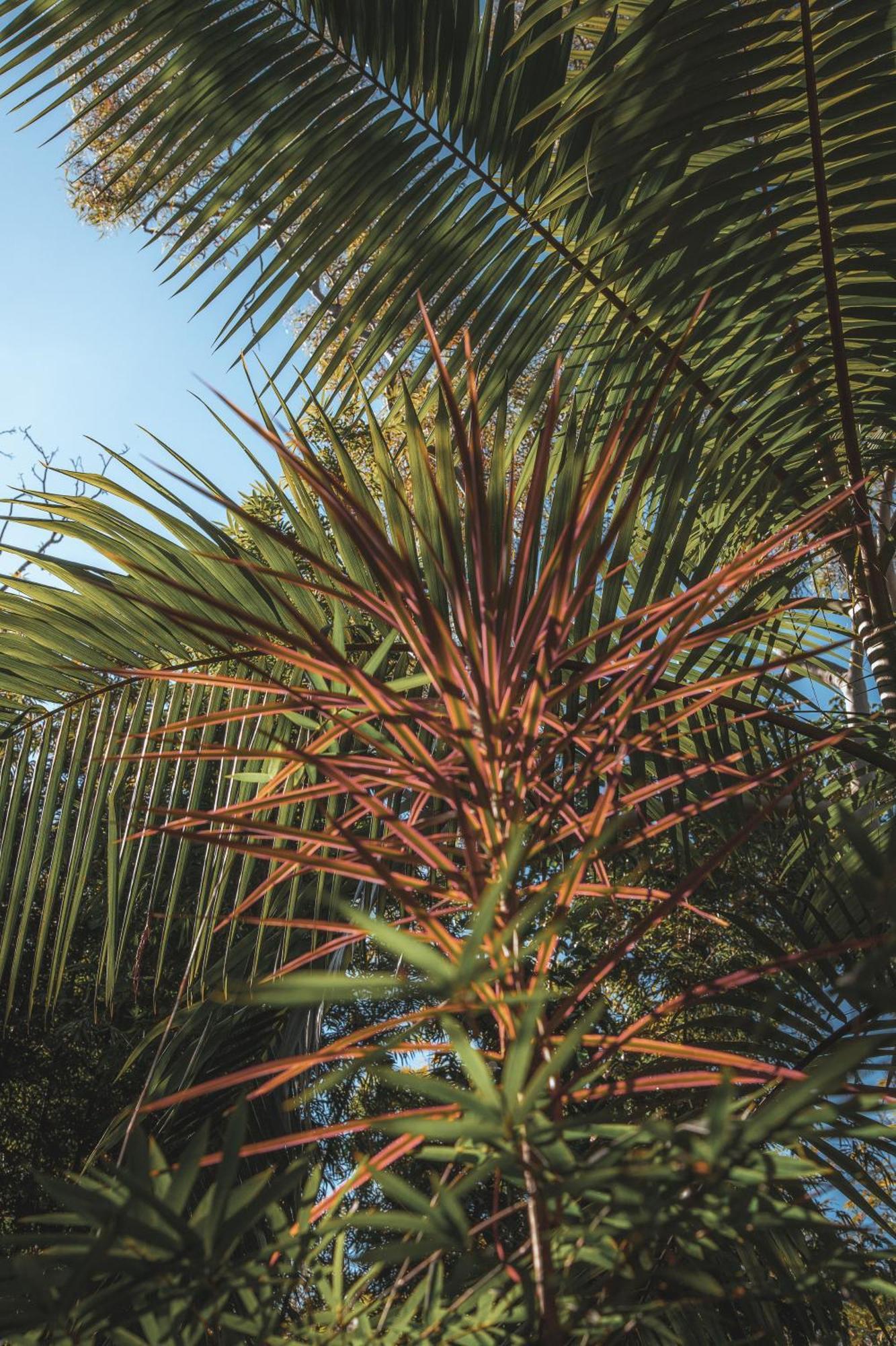 Lodge Garden Burees Byron Bay