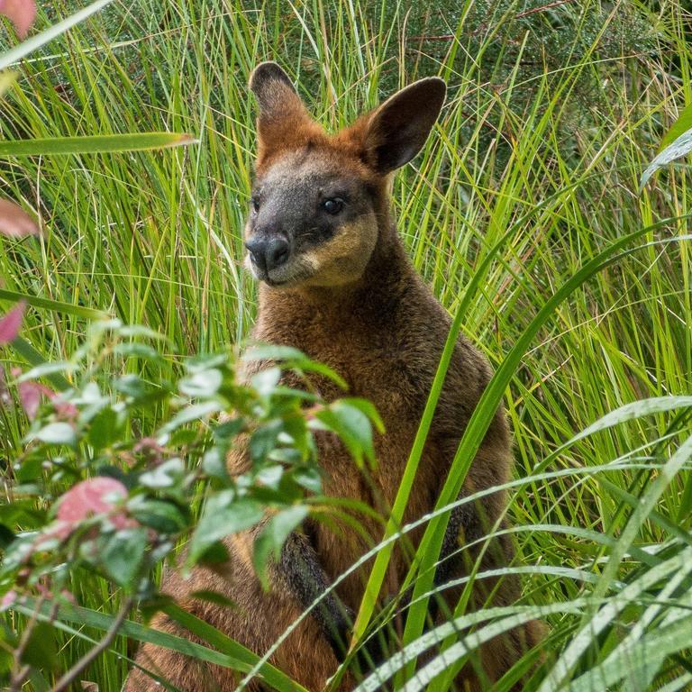 Abelia House Byron Bay