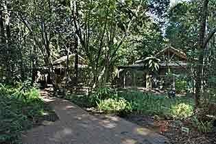 Rainforest Byron Bay