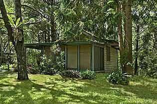 Rainforest Byron Bay