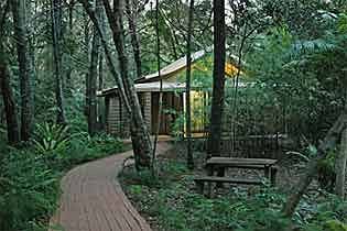 Rainforest Byron Bay