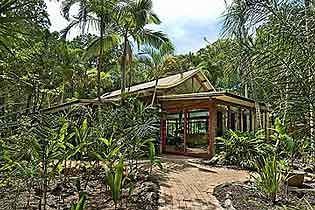 Rainforest