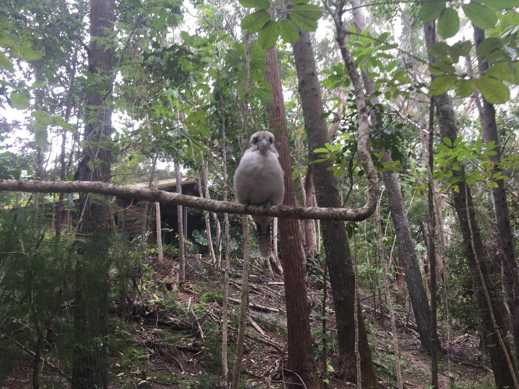 Rainforest Byron Bay