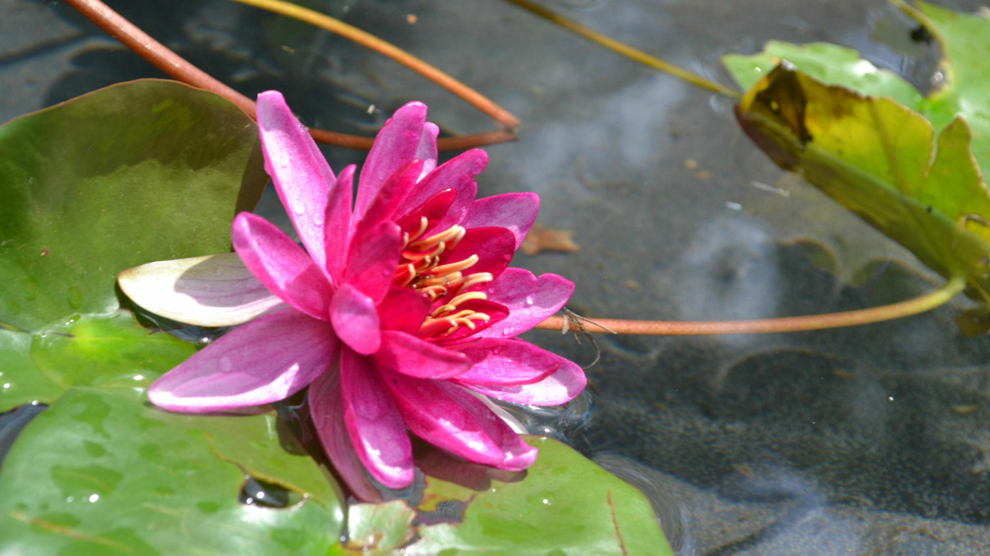 The Lily Pad At *