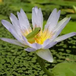 Planula Retreat