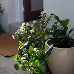 The Little House