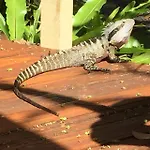 Byron Bay Rainforest Resort