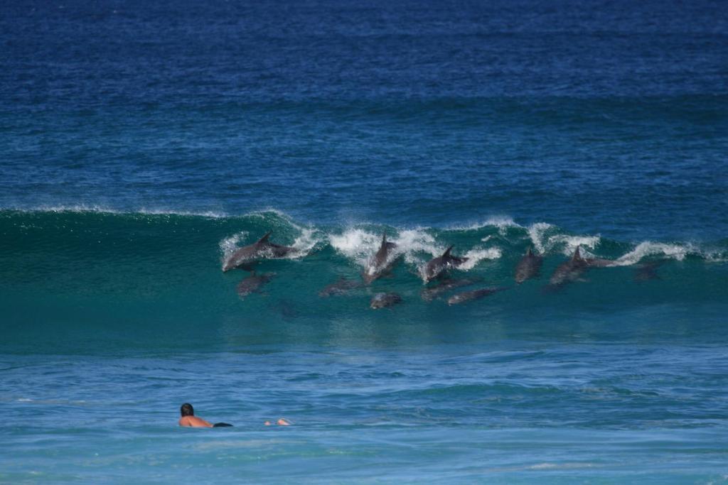 Hibiscus 3* Byron Bay