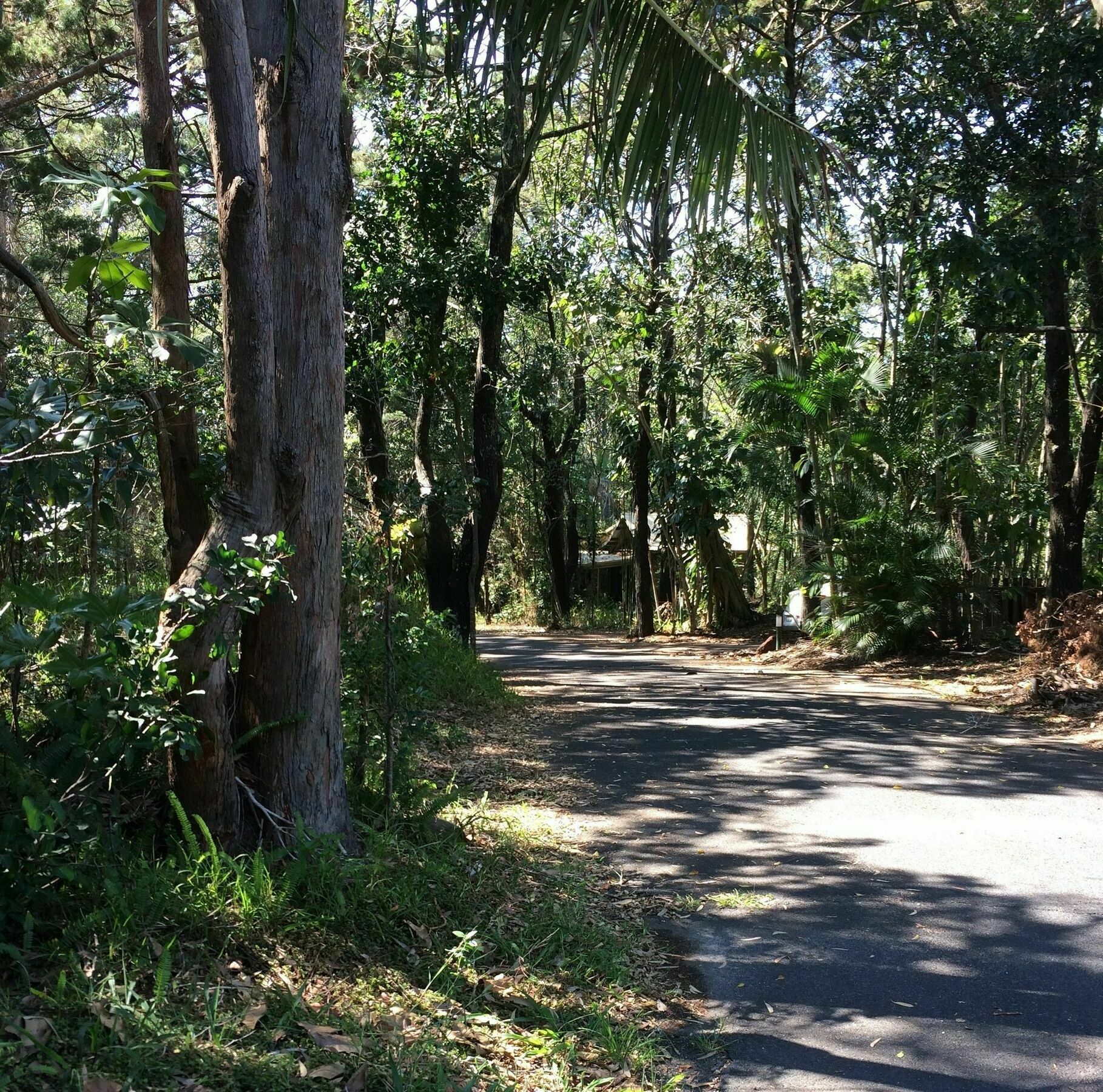 Resort Rainforest